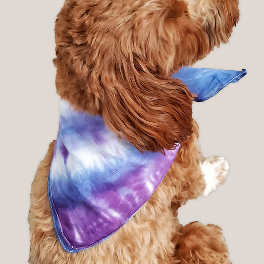 A dog modeling our tie dye bandana in blue and purple by Akasha Sun