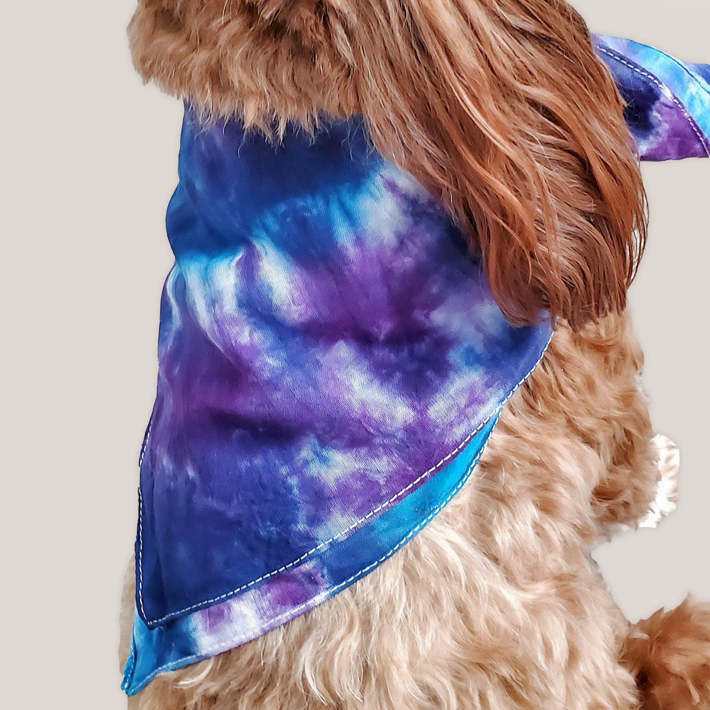A dog modeling our tie dye bandana in blue and purple by Akasha Sun