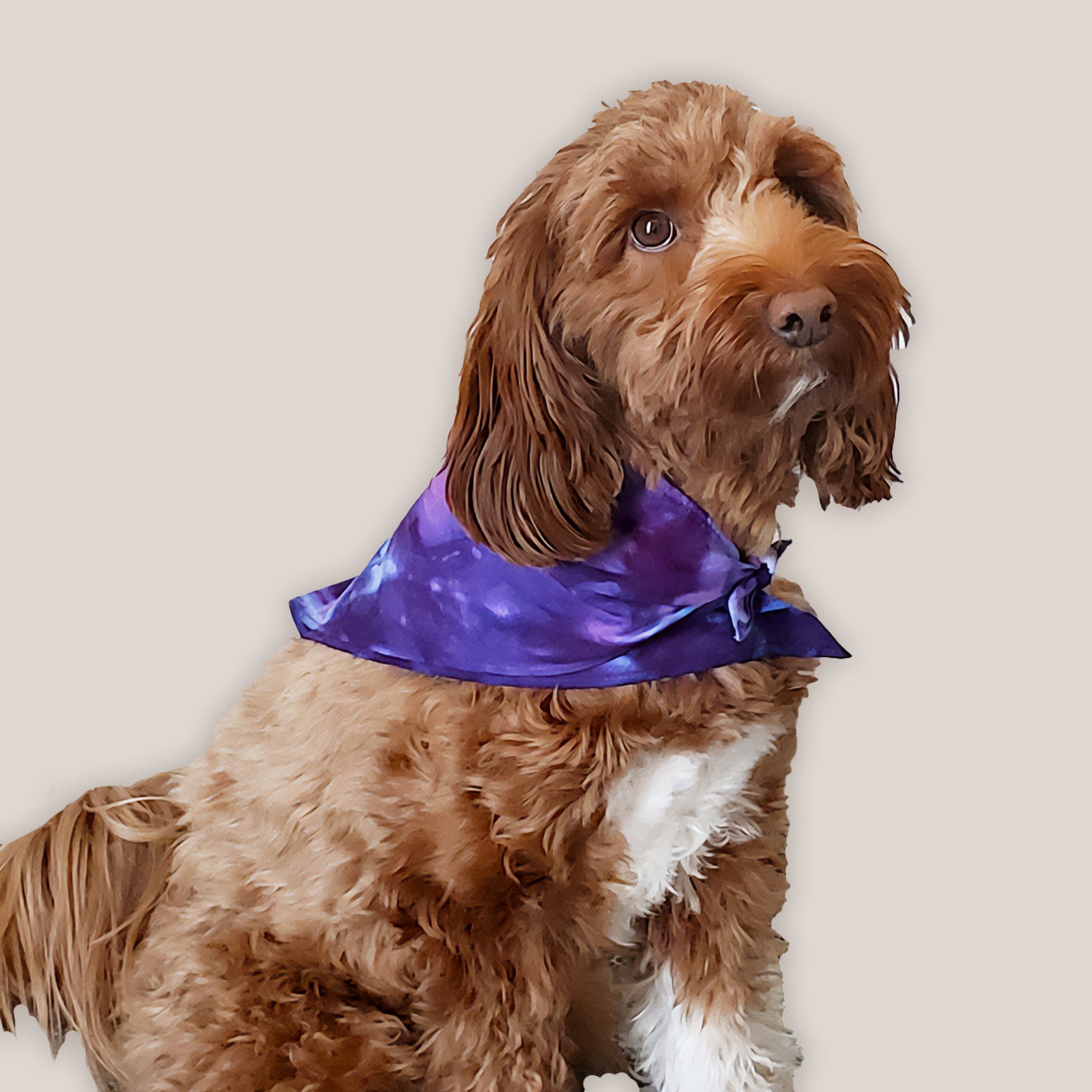 Dog modeling our purple tie dye dog bandana.