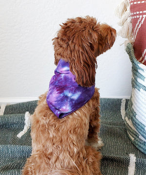 Dog modeling our purple tie dye dog bandana.
