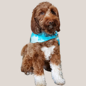 Dog modeling a hand-dyed aqua blue dog bandana by Akasha Sun