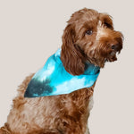 Dog modeling a hand-dyed aqua blue dog bandana by Akasha Sun