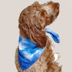 A dog modeling our tie dye dog bandana in blue and white by Akasha Sun