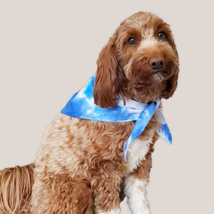 A dog modeling our tie dye dog bandana in blue and white by Akasha Sun