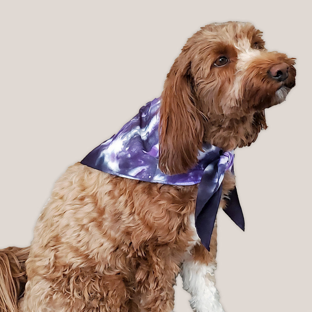 A dog modeling a tie dye dog bandana in the colors purple and black by Akasha Sun