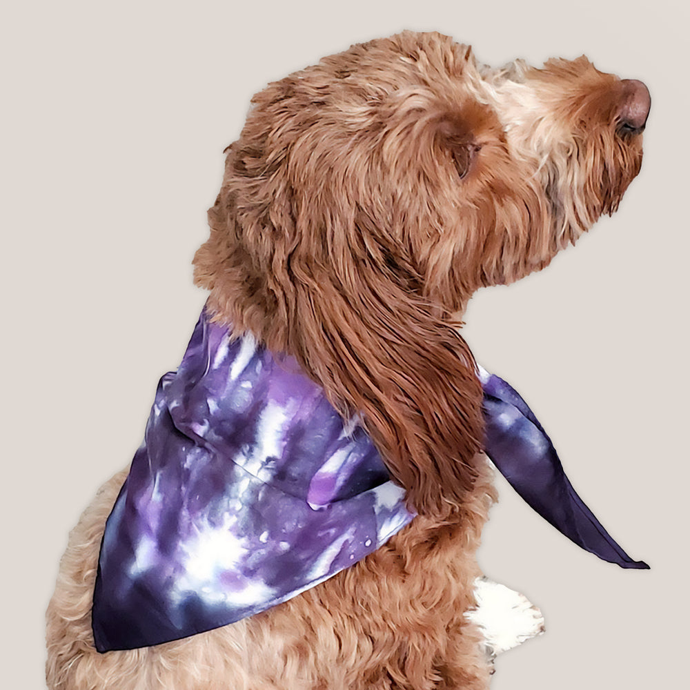 A dog modeling a tie dye dog bandana in the colors purple and black by Akasha Sun