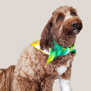 A dog modeling a tie dye dog bandana in Mardi Gras colors of yellow, green, and purple by Akasha Sun