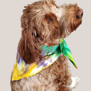 A dog modeling a tie dye dog bandana in Mardi Gras colors of yellow, green, and purple by Akasha Sun