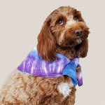 A dog modeling our tie dye bandana in blue and purple by Akasha Sun