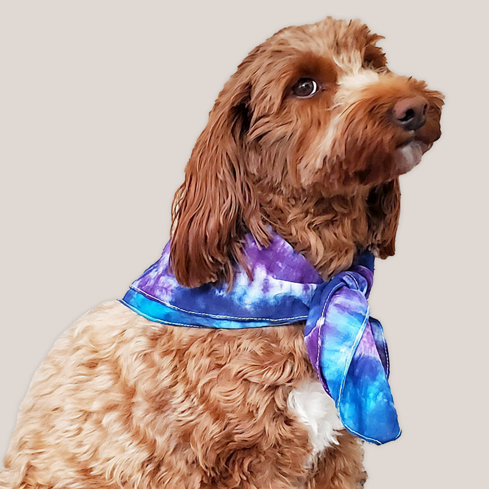 A dog modeling our tie dye bandana in blue and purple by Akasha Sun