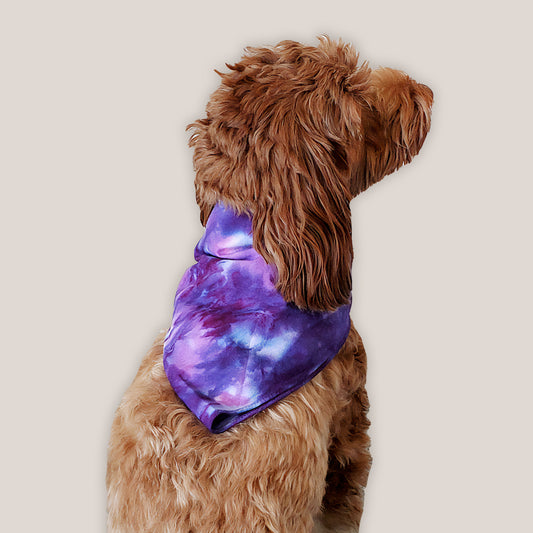 Dog modeling our purple tie dye dog bandana.