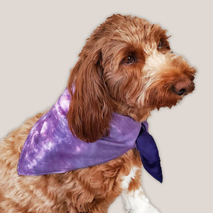 A dog modeling our tie dye dog bandana in purple.