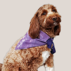 A dog modeling our tie dye dog bandana in purple.