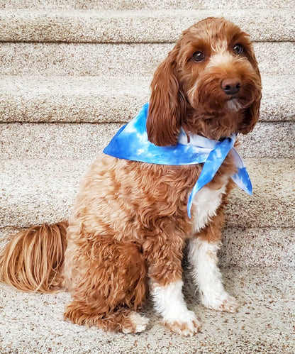 A dog modeling our tie dye dog bandana in blue and white.