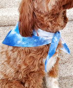A dog modeling our tie dye dog bandana in blue and white.