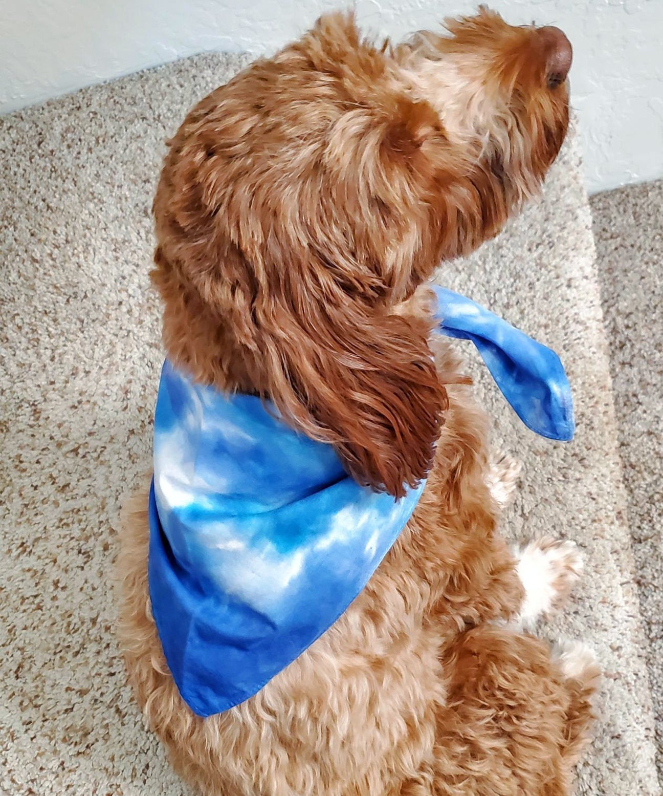 A dog modeling our tie dye dog bandana in blue and white.