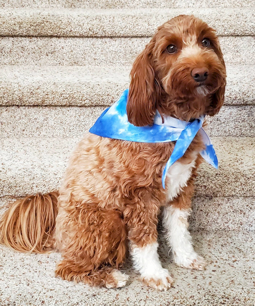 A dog modeling our tie dye dog bandana in blue and white.