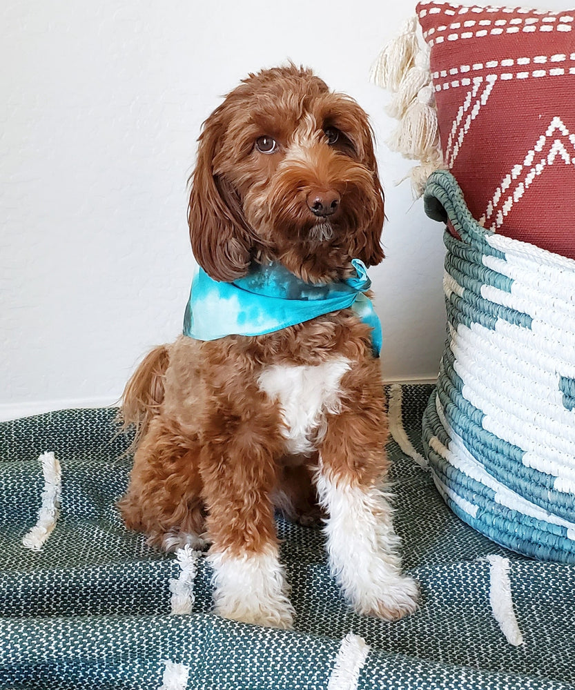 Dog modeling a hand-dyed aqua blue dog bandana.