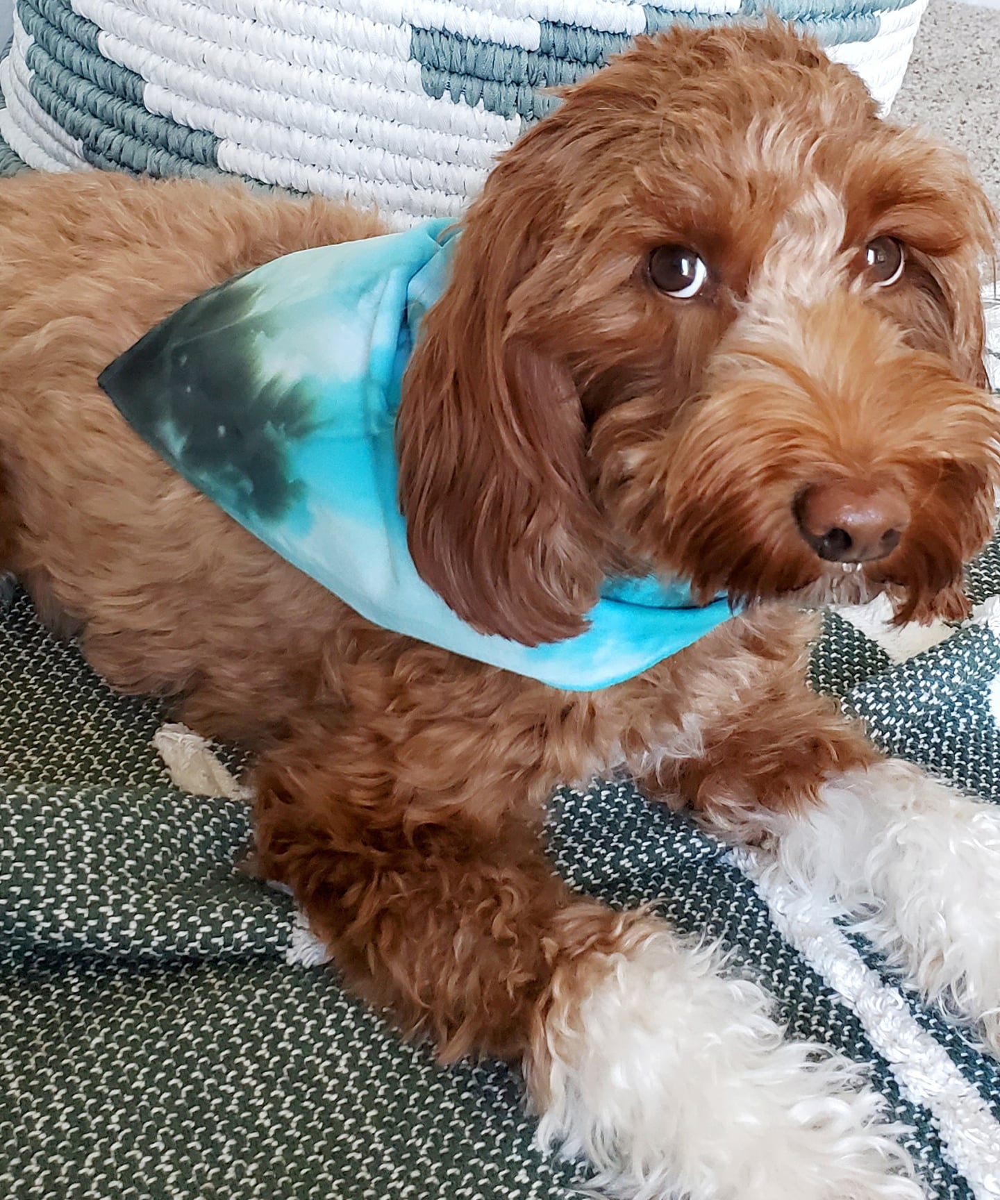 Dog modeling a hand-dyed aqua blue dog bandana.