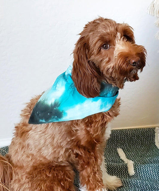 Dog modeling a hand-dyed aqua blue dog bandana.