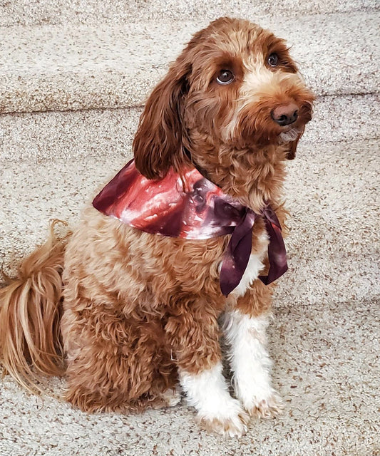 A dog modeling our tie dye dog bandana in rust orange and brown.