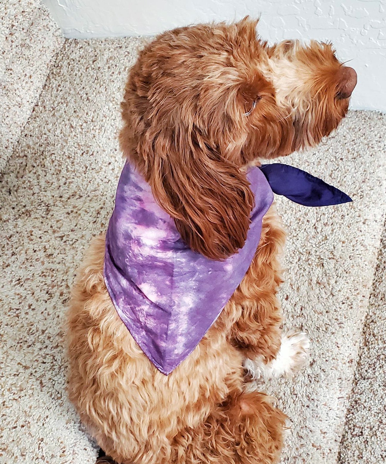 A dog modeling our tie dye dog bandana in purple.