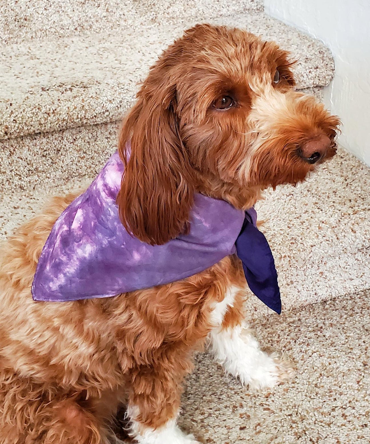 A dog modeling our tie dye dog bandana in purple.