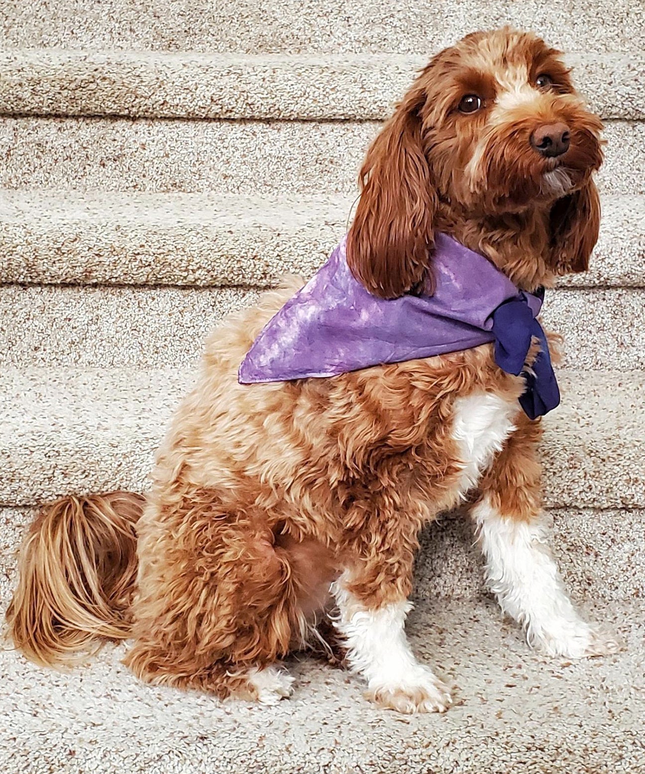 A dog modeling our tie dye dog bandana in purple.