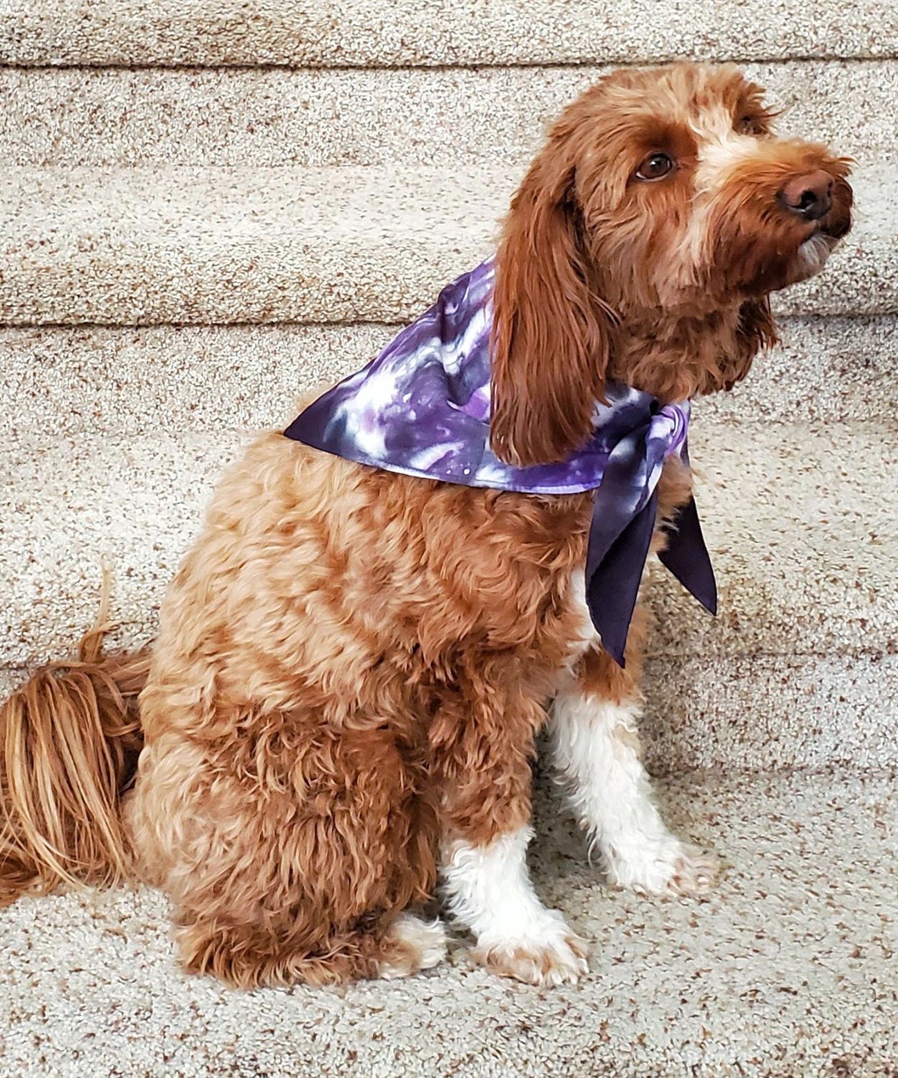 A dog modeling a tie dye dog bandana in the colors purple and black.