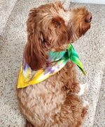 A dog modeling a tie dye dog bandana in Mardi Gras colors of yellow, green, and purple.
