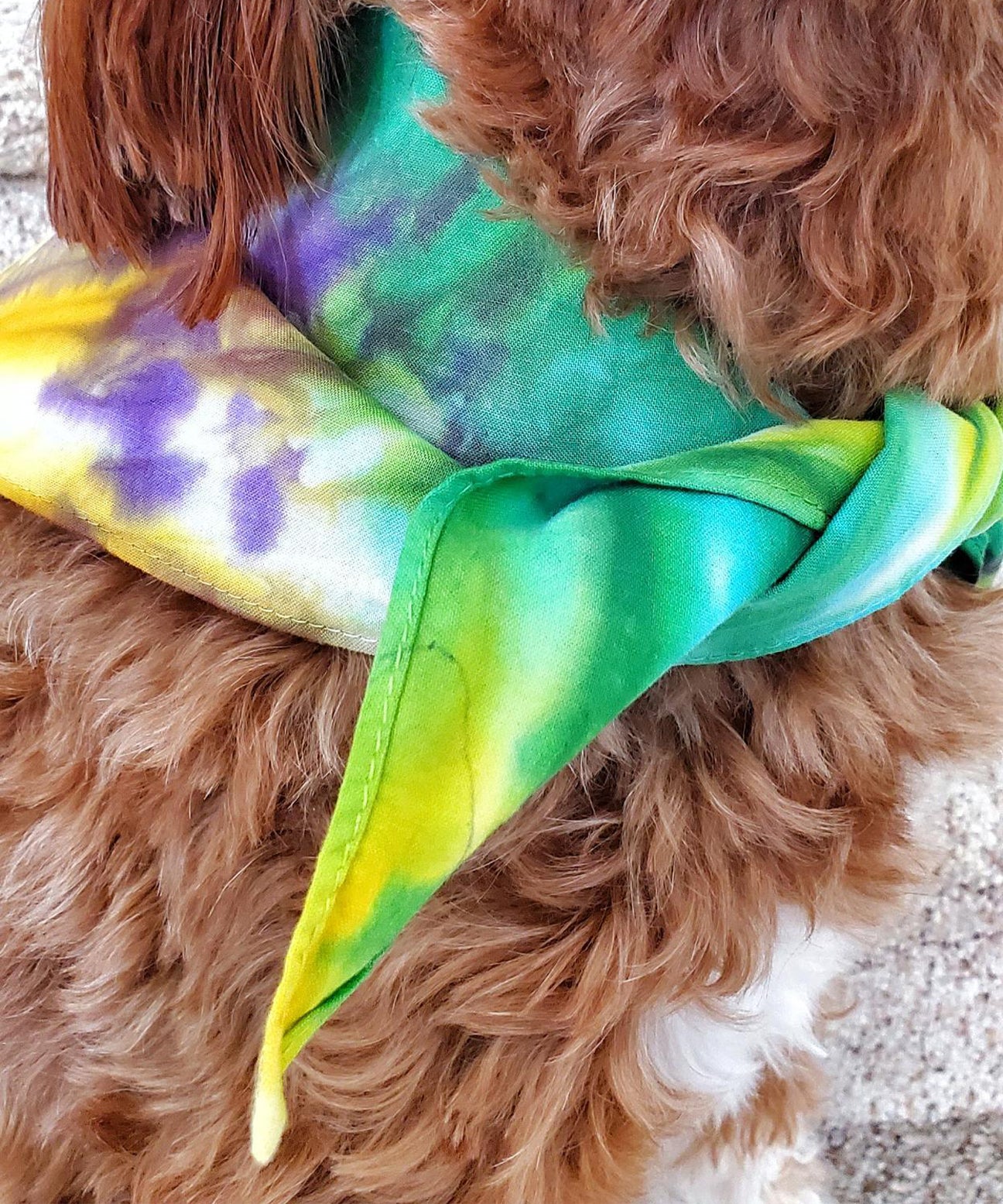 A dog modeling a tie dye dog bandana in Mardi Gras colors of yellow, green, and purple.