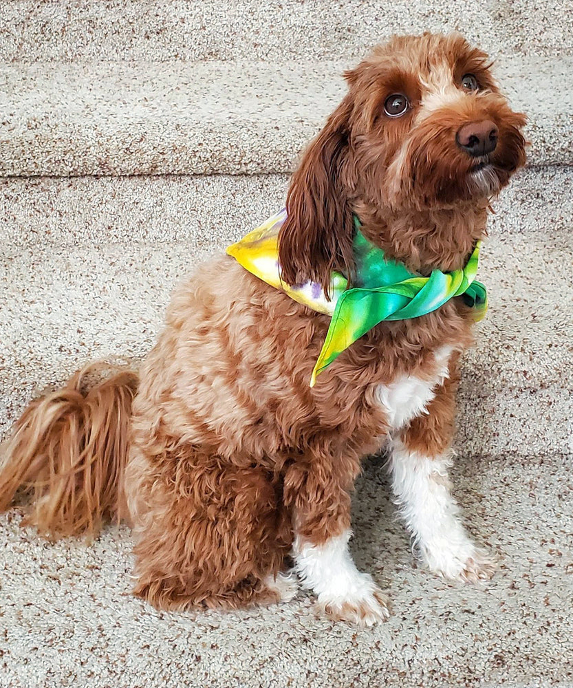 A dog modeling a tie dye dog bandana in Mardi Gras colors of yellow, green, and purple.
