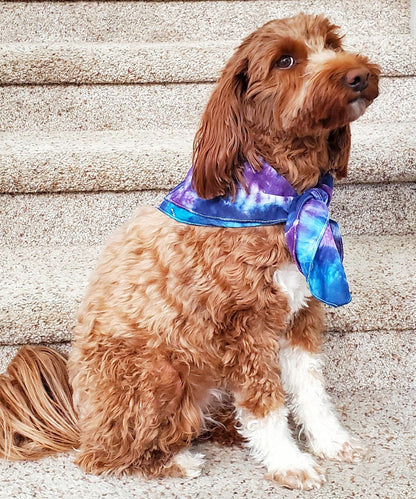 A dog modeling our tie dye bandana in blue and purple.