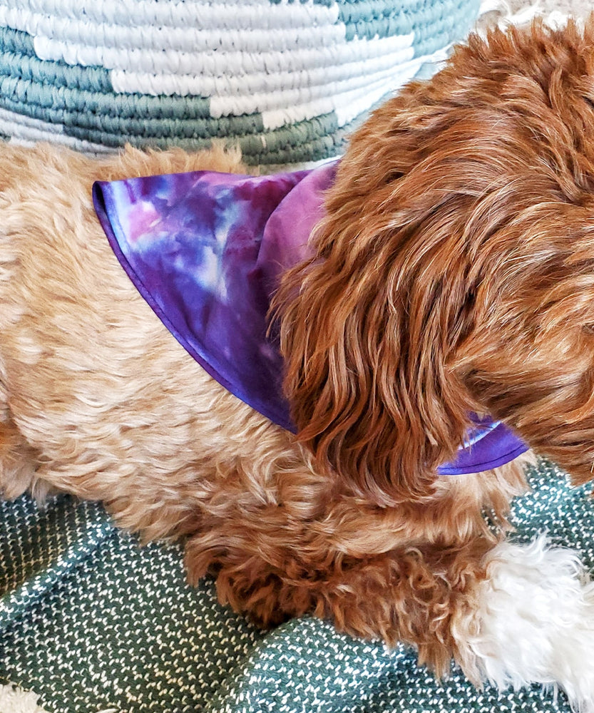 
                
                    Load image into Gallery viewer, Dog modeling our purple tie dye dog bandana.
                
            