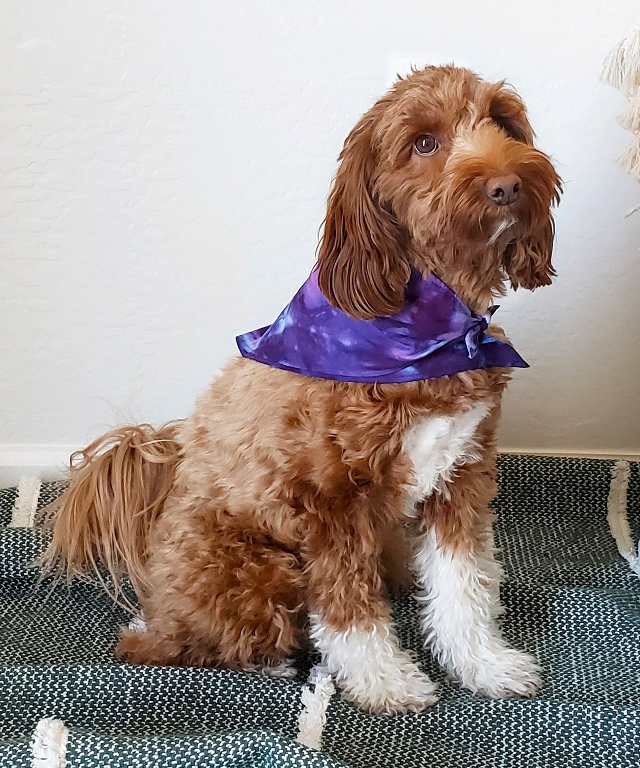 Dog modeling our purple tie dye dog bandana.