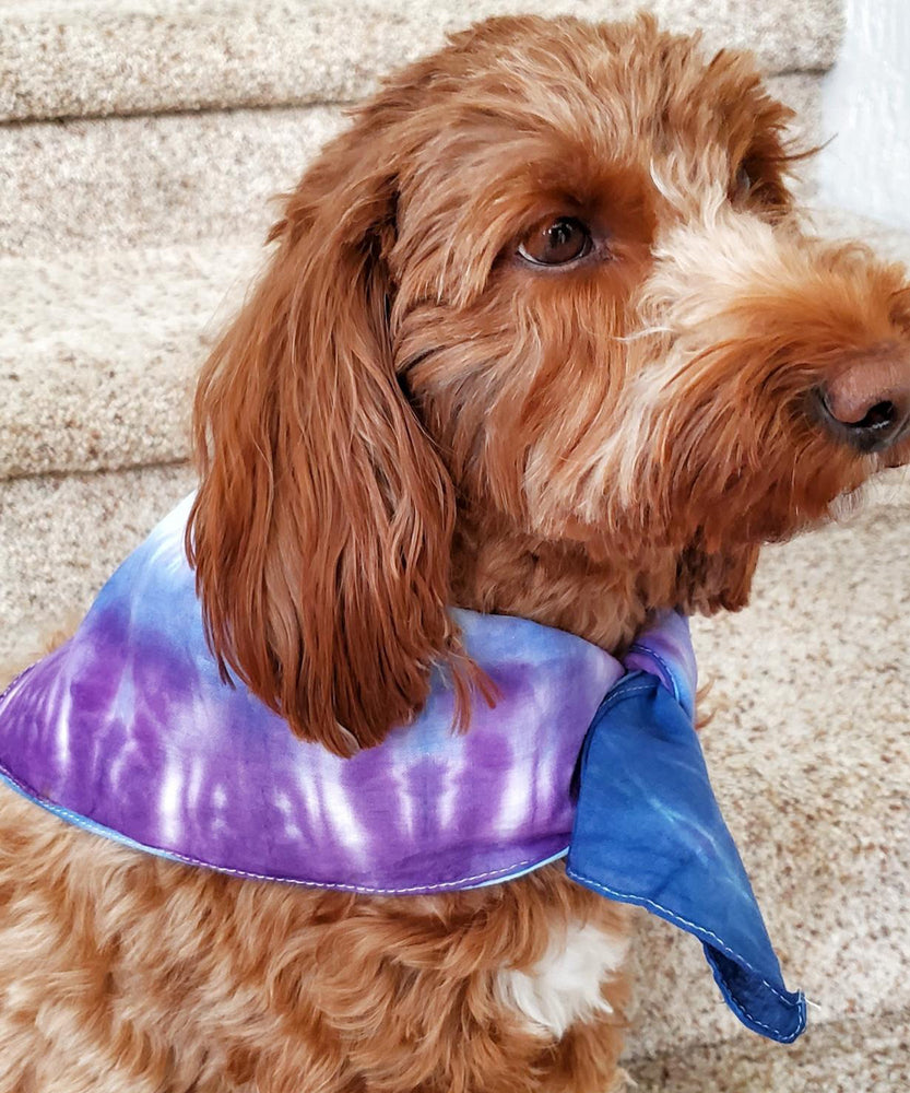 A dog modeling our tie dye bandana in blue and purple.