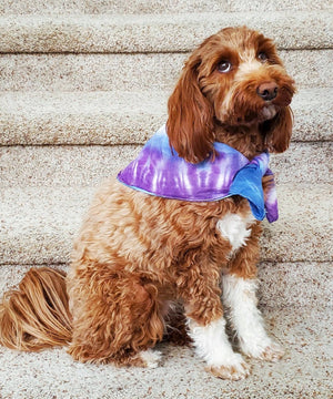 A dog modeling our tie dye bandana in blue and purple.
